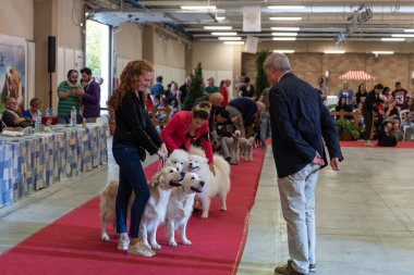 Bergamo, İtalya - 14 Ekim 2018: Chıuduno kasaba safkan köpekler otuz beşinci sergisi gerçekleşti. Son değerlendirme göreli ödül ile 8 gruplarının. Brambilla Simone canlı haber fotoğrafçı
