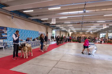 Bergamo, İtalya - 14 Ekim 2018: Chıuduno kasaba safkan köpekler otuz beşinci sergisi gerçekleşti. Son değerlendirme göreli ödül ile 8 gruplarının. Brambilla Simone canlı haber fotoğrafçı