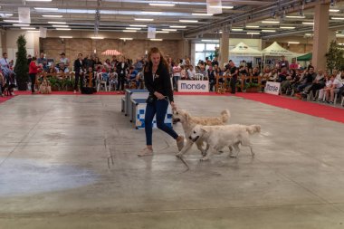 Bergamo, İtalya - 14 Ekim 2018: Chıuduno kasaba safkan köpekler otuz beşinci sergisi gerçekleşti. Son değerlendirme göreli ödül ile 8 gruplarının. Brambilla Simone canlı haber fotoğrafçı