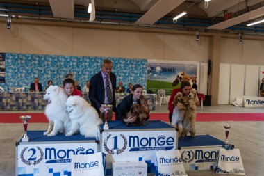 Bergamo, İtalya - 14 Ekim 2018: Chıuduno kasaba safkan köpekler otuz beşinci sergisi gerçekleşti. Son değerlendirme göreli ödül ile 8 gruplarının. Brambilla Simone canlı haber fotoğrafçı