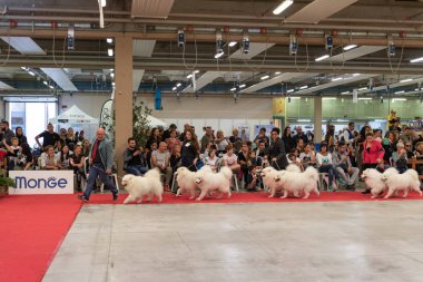 Bergamo, İtalya - 14 Ekim 2018: Chıuduno kasaba safkan köpekler otuz beşinci sergisi gerçekleşti. Son değerlendirme göreli ödül ile 8 gruplarının. Brambilla Simone canlı haber fotoğrafçı