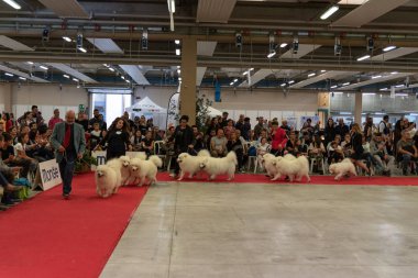 Bergamo, İtalya - 14 Ekim 2018: Chıuduno kasaba safkan köpekler otuz beşinci sergisi gerçekleşti. Son değerlendirme göreli ödül ile 8 gruplarının. Brambilla Simone canlı haber fotoğrafçı
