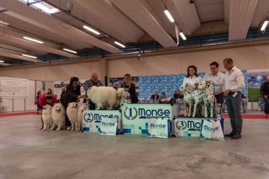 Bergamo, İtalya - 14 Ekim 2018: Chıuduno kasaba safkan köpekler otuz beşinci sergisi gerçekleşti. Son değerlendirme göreli ödül ile 8 gruplarının. Brambilla Simone canlı haber fotoğrafçı