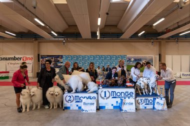 Bergamo, İtalya - 14 Ekim 2018: Chıuduno kasaba safkan köpekler otuz beşinci sergisi gerçekleşti. Son değerlendirme göreli ödül ile 8 gruplarının. Brambilla Simone canlı haber fotoğrafçı