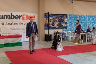 Bergamo, İtalya - 14 Ekim 2018: Chıuduno kasaba safkan köpekler otuz beşinci sergisi gerçekleşti. Son değerlendirme göreli ödül ile 8 gruplarının. Brambilla Simone canlı haber fotoğrafçı