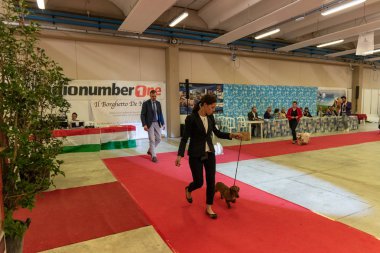 Bergamo, İtalya - 14 Ekim 2018: Chıuduno kasaba safkan köpekler otuz beşinci sergisi gerçekleşti. Son değerlendirme göreli ödül ile 8 gruplarının. Brambilla Simone canlı haber fotoğrafçı