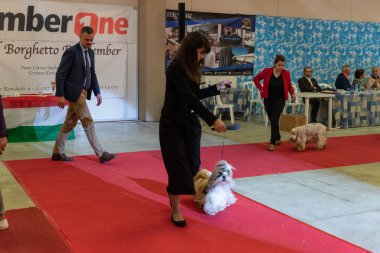 Bergamo, İtalya - 14 Ekim 2018: Chıuduno kasaba safkan köpekler otuz beşinci sergisi gerçekleşti. Son değerlendirme göreli ödül ile 8 gruplarının. Brambilla Simone canlı haber fotoğrafçı