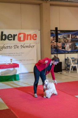 Bergamo, İtalya - 14 Ekim 2018: Chıuduno kasaba safkan köpekler otuz beşinci sergisi gerçekleşti. Son değerlendirme göreli ödül ile 8 gruplarının. Brambilla Simone canlı haber fotoğrafçı