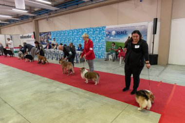 Bergamo, İtalya - 14 Ekim 2018: Chıuduno kasaba safkan köpekler otuz beşinci sergisi gerçekleşti. Son değerlendirme göreli ödül ile 8 gruplarının. Brambilla Simone canlı haber fotoğrafçı