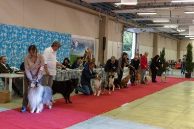 Bergamo, İtalya - 14 Ekim 2018: Chıuduno kasaba safkan köpekler otuz beşinci sergisi gerçekleşti. Son değerlendirme göreli ödül ile 8 gruplarının. Brambilla Simone canlı haber fotoğrafçı