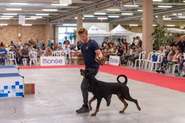 Bergamo, İtalya - 14 Ekim 2018: Chıuduno kasaba safkan köpekler otuz beşinci sergisi gerçekleşti. Son değerlendirme göreli ödül ile 8 gruplarının. Brambilla Simone canlı haber fotoğrafçı