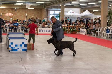 Bergamo, İtalya - 14 Ekim 2018: Chıuduno kasaba safkan köpekler otuz beşinci sergisi gerçekleşti. Son değerlendirme göreli ödül ile 8 gruplarının. Brambilla Simone canlı haber fotoğrafçı