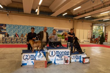 Bergamo, İtalya - 14 Ekim 2018: Chıuduno kasaba safkan köpekler otuz beşinci sergisi gerçekleşti. Son değerlendirme göreli ödül ile 8 gruplarının. Brambilla Simone canlı haber fotoğrafçı