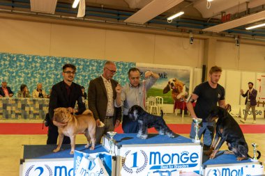 Bergamo, İtalya - 14 Ekim 2018: Chıuduno kasaba safkan köpekler otuz beşinci sergisi gerçekleşti. Son değerlendirme göreli ödül ile 8 gruplarının. Brambilla Simone canlı haber fotoğrafçı