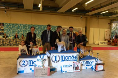 Bergamo, İtalya - 14 Ekim 2018: Chıuduno kasaba safkan köpekler otuz beşinci sergisi gerçekleşti. Son değerlendirme göreli ödül ile 8 gruplarının. Brambilla Simone canlı haber fotoğrafçı