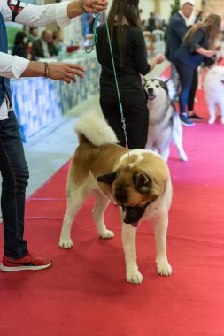 Bergamo, İtalya - 14 Ekim 2018: Chıuduno kasaba safkan köpekler otuz beşinci sergisi gerçekleşti. Son değerlendirme göreli ödül ile 8 gruplarının. Brambilla Simone canlı haber fotoğrafçı