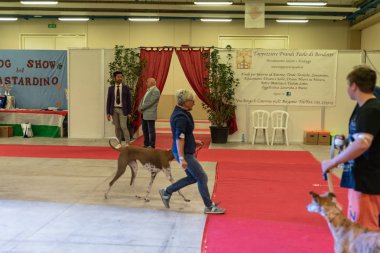 Bergamo, İtalya - 14 Ekim 2018: Chıuduno kasaba safkan köpekler otuz beşinci sergisi gerçekleşti. Son değerlendirme göreli ödül ile 8 gruplarının. Brambilla Simone canlı haber fotoğrafçı