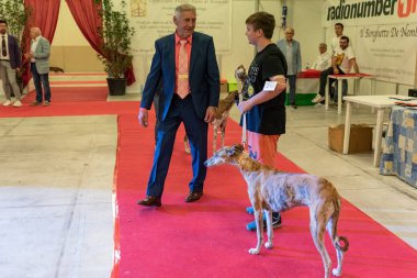 Bergamo, İtalya - 14 Ekim 2018: Chıuduno kasaba safkan köpekler otuz beşinci sergisi gerçekleşti. Son değerlendirme göreli ödül ile 8 gruplarının. Brambilla Simone canlı haber fotoğrafçı