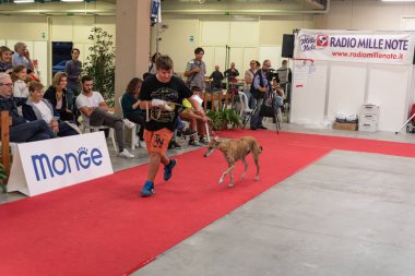 Bergamo, İtalya - 14 Ekim 2018: Chıuduno kasaba safkan köpekler otuz beşinci sergisi gerçekleşti. Son değerlendirme göreli ödül ile 8 gruplarının. Brambilla Simone canlı haber fotoğrafçı