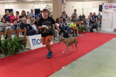 Bergamo, İtalya - 14 Ekim 2018: Chıuduno kasaba safkan köpekler otuz beşinci sergisi gerçekleşti. Son değerlendirme göreli ödül ile 8 gruplarının. Brambilla Simone canlı haber fotoğrafçı