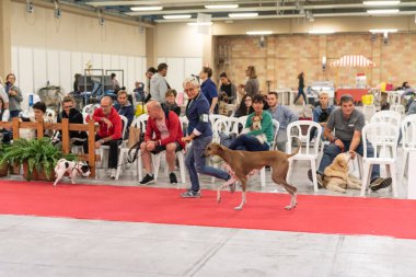 Bergamo, İtalya - 14 Ekim 2018: Chıuduno kasaba safkan köpekler otuz beşinci sergisi gerçekleşti. Son değerlendirme göreli ödül ile 8 gruplarının. Brambilla Simone canlı haber fotoğrafçı