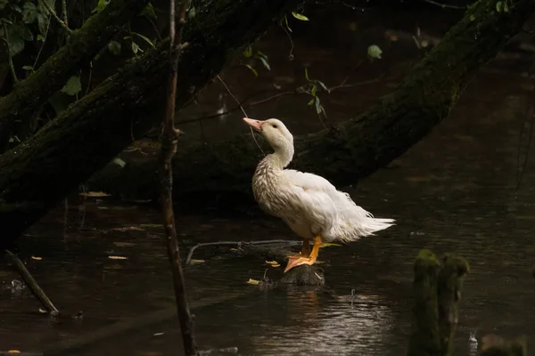 Ganso Doméstico Lluvia Pájaro Blanco Húmedo Descansando Sobre Tronco Agua — Foto de Stock