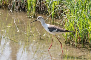 Siyah kanatlı Uzunbacak İtalyan bir göl suda yürüyor