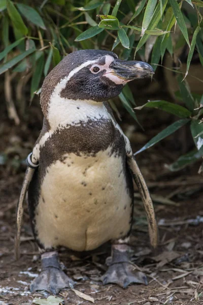 プロファイルでフンボルトペンギン — ストック写真
