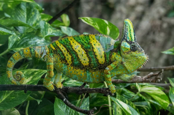 Velké Chameleon zelené a žluté barvy — Stock fotografie
