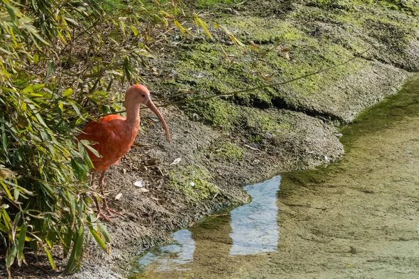 Red Ibis near the water — Stock Photo, Image