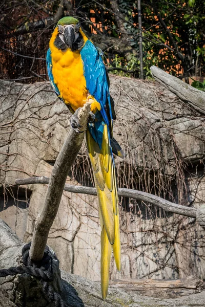 Sárga és kék papagáj a törzsön — Stock Fotó