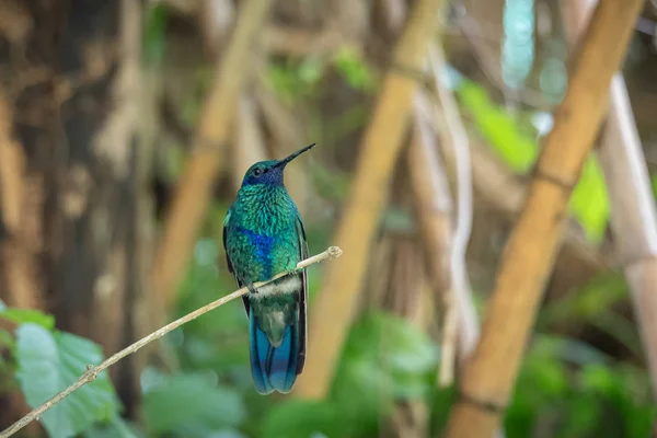 Azul beija-flor verde colocado em um galho — Fotografia de Stock