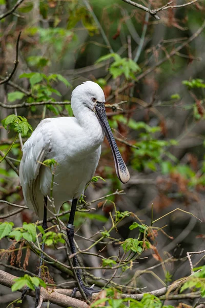 Der eurasische Löffler, Platalea leucorodia oder der gemeine Löffler — Stockfoto