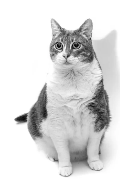 Macska fekete-fehérben — Stock Fotó