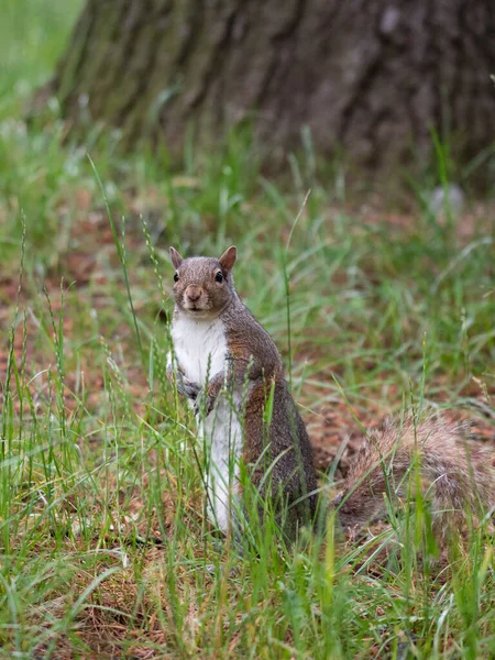Free gray squirrel in an Italian forest, small rodent