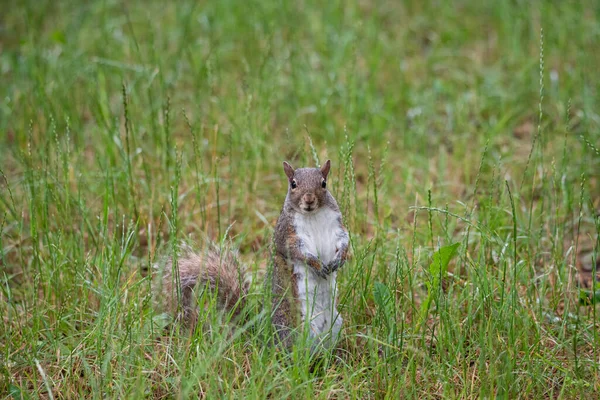 Free Gray Squirrel Italian Forest Small Rodent — Stock Photo, Image