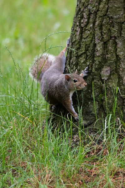 Grauhörnchen Fuß Eines Baumes Wald — Stockfoto