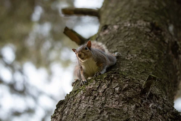 Gray Squirrel Clinging Tree Trunk Park — Stock Photo, Image