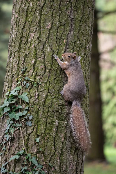 Gray Squirrel Clinging Tree Trunk Park — Stock Photo, Image