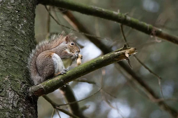 Gray Squirrel Eats Peanut Perched Tree Branch Park — Stock Photo, Image
