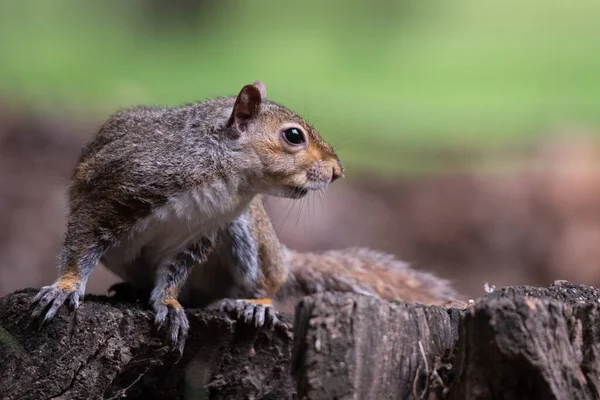 Free Gray Squirrel City Park Small Rodent — Stock Photo, Image