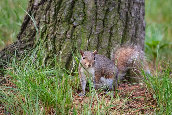 Gray Squirrel Foot Tree Wood — Stock Photo, Image