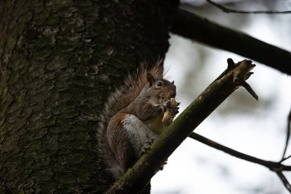 Gray Squirrel Eats Peanut Perched Tree Branch Park — Stock Photo, Image