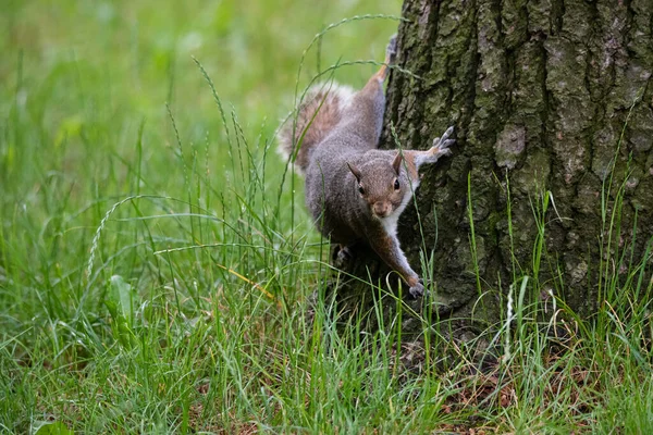 Gray Squirrel Foot Tree Wood — Stock Photo, Image