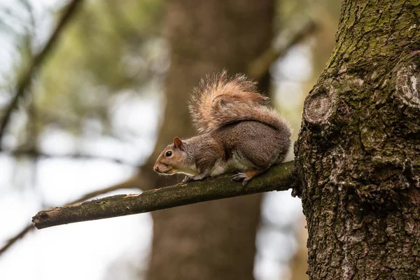 Gray Squirrel Tree Branch Woods — Stock Photo, Image