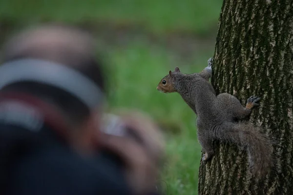 Szara Wiewiórka Sfotografowana Podczas Wspinaczki Pniu Drzewa Parku — Zdjęcie stockowe