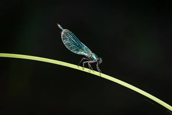 Green Dragonfly Laid Blade Grass Image Large Insect Dark Background — Stock Photo, Image