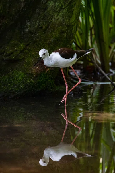 Black Winged Stilt Walking Reflected Water Pond Shade Some Trees — Stock Photo, Image