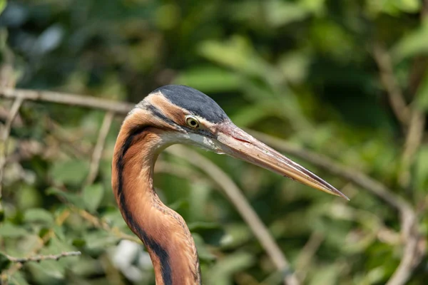 Close Retrato Garça Roxa Imagem Naturalista Grande Pássaro Europeu — Fotografia de Stock