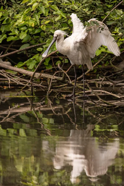 Ευρασιατική Κοινή Spoonbill Ανοίγει Φτερά Αντανακλάται Μια Λίμνη Εικόνα Του — Φωτογραφία Αρχείου